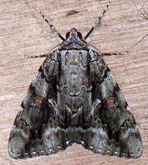 Catocala flebilis