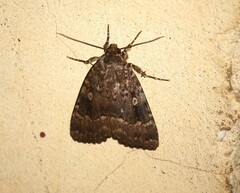 Amphipyra pyramidea