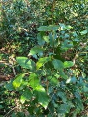 Endiandra muelleri muelleri