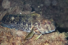 Parablennius pilicornis