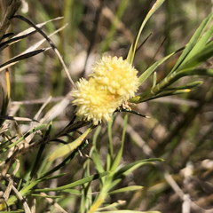 Acanthocarpus preissii