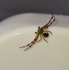 Australomisidia pilula