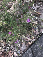Melaleuca thymifolia