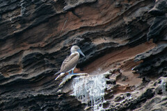 Sula nebouxii excisa