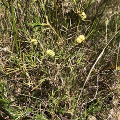 Acanthocarpus preissii