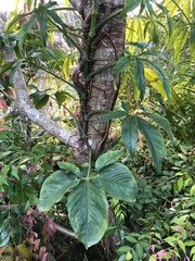 Syngonium angustatum
