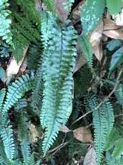 Hymenasplenium adiantifrons