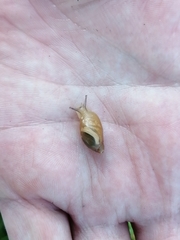 Succinea putris