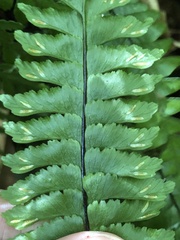 Hymenasplenium adiantifrons