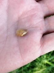 Succinea putris