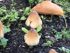 Micacei