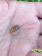 Succinea putris