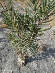 Nerium oleander