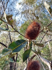 Banksia robur