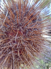 Banksia robur