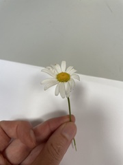 Leucanthemum maximum