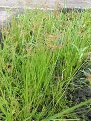 Fimbristylis