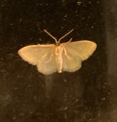 Phaiogramma etruscaria