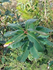 Banksia robur