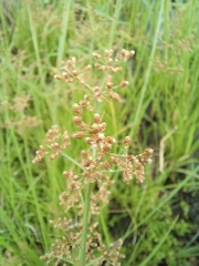 Fimbristylis