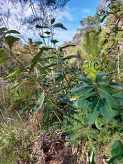 Banksia robur