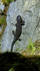 Salamandra lanzai