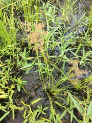 Fimbristylis