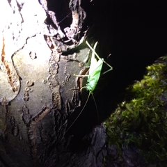 Meconema thalassinum