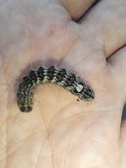 Acronicta megacephala