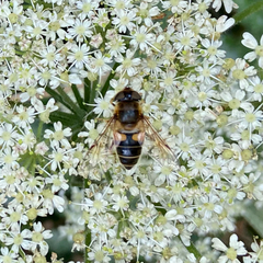 Eristalis pertinax