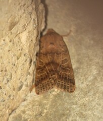 Agrochola pistacinoides