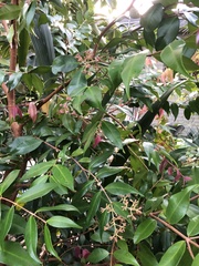 Syzygium wilsonii