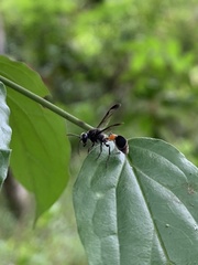 Ropalidia sumatrae