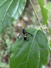 Ropalidia sumatrae