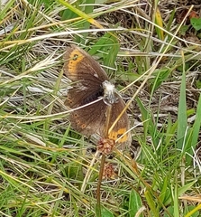 Erebia pronoe