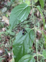 Ropalidia sumatrae