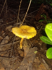 Polyporus tuberaster
