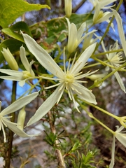 Clematis glycinoides