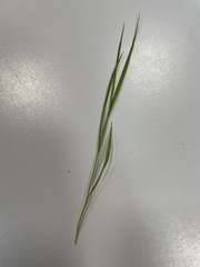 Brachypodium sylvaticum