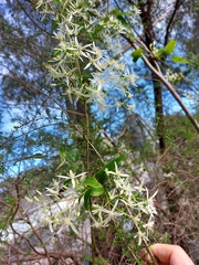 Clematis glycinoides
