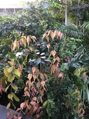 Syzygium wilsonii