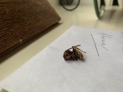 Vespa crabro