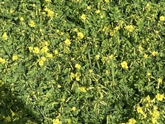 Oxalis pes-caprae