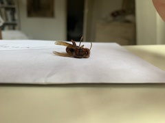 Vespa crabro