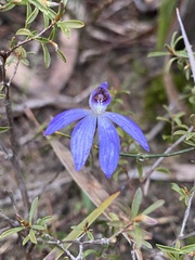 Cyanicula caerulea