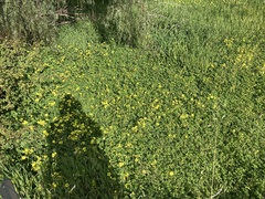 Oxalis pes-caprae