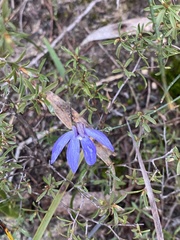 Cyanicula caerulea