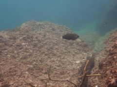 Halichoeres marginatus