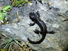 Salamandra lanzai