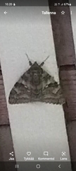 Catocala fraxini